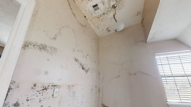 Best Environmental Consulting for Mold Prevention  in Kulpmont, PA